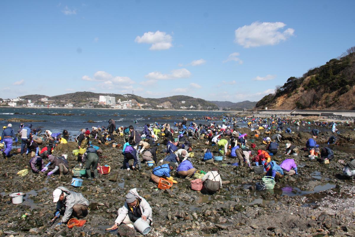 梶島,潮干狩り