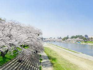 Okazaki Cherry Blossom Festival