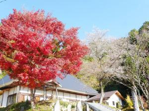 เทศกาลซากุระสี่ฤดู โอบาระชิกิซากุระ