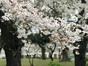鶴舞公園　花卉節