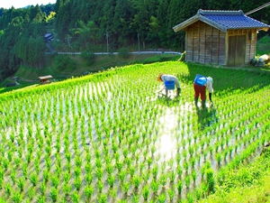 四谷千枚田