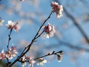 Obara Shikizakura Four-Season Cherry Blossom Trees Festival (Obara Shikizakura Matsuri)