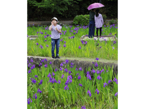 Yatsuhashi Water Iris Garden