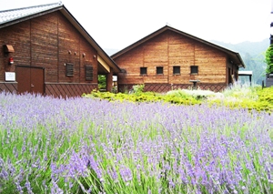 Donguri Kobo Workshop - Lavender Harvesting