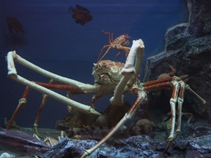 Takeshima Aquarium, Gamagori