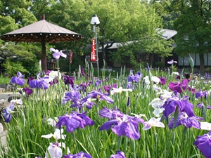 เทศกาลดอกไอริสญี่ปุ่นที่สวนชิริว