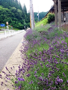 Lavender Fair - Roadside Station Donguri-no-Sato Inabu
