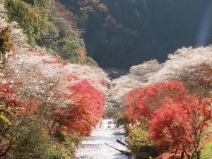 Semmi Yakushiji Temple and Semmi Shikizakura no Sato Park