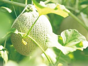 Maruka Farm Melon Picking