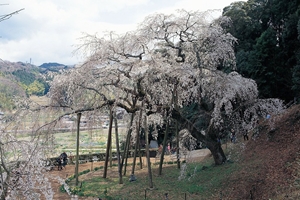 奥山田枝垂樱