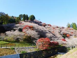 Obara Shikizakura Four-Season Cherry Blossom Trees Festival (Obara Shikizakura Matsuri)