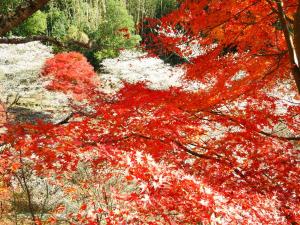 Semmi Yakushiji Temple and Semmi Shikizakura no Sato Park