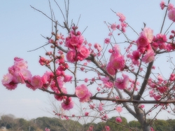 佐布里池梅花节