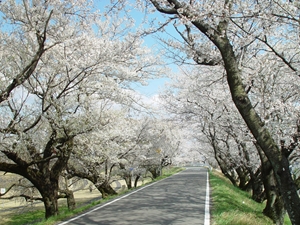 木曽川堤的櫻花