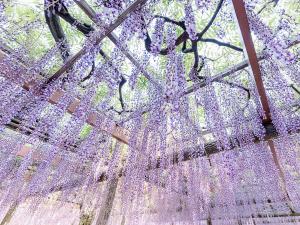 오와리쓰시마 등꽃 축제후지 축제(덴노가와 공원)