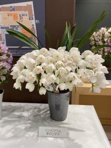 Tokai Flower Show