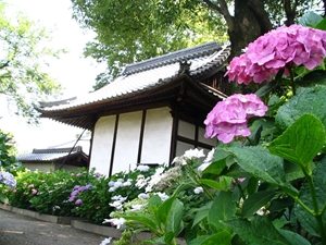 Ongakuji Temple Hydrangea Festival (Ongakuji Ajisai Matsuri)