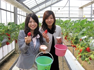 Strawberry picking at New Atsumi Kanko Farm