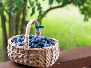 藍莓農園岡崎　摘藍莓