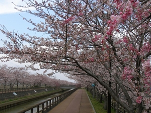 第24届和平樱花节