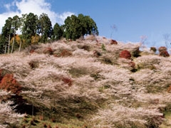 小原四季櫻節