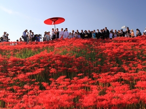 矢勝川（彼岸花）