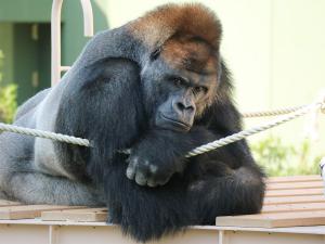 東山動植物園秋まつり