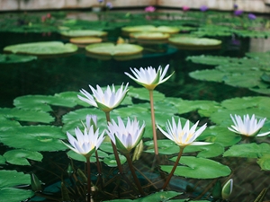 Toyohashi Zoo & Botanical Park