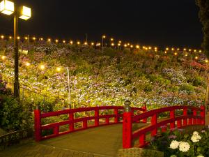 เทศกาลดอกไฮเดรนเยียที่คาทะฮาระ ออนเซ็น