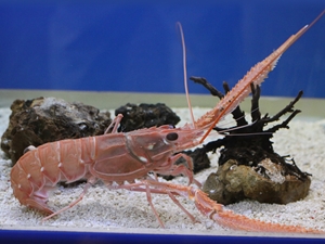 Takeshima Aquarium, Gamagori