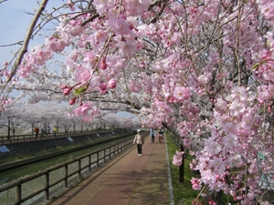 第24届和平樱花节