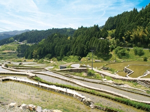 Thousand Rice Paddies of Yotsuya