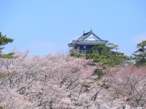 오카자키 벚꽃축제