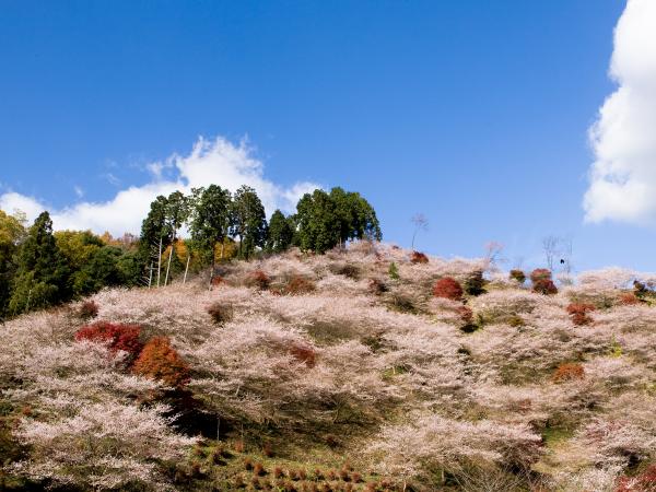 Semmi Yakushiji Temple and Semmi Shikizakura no Sato Park