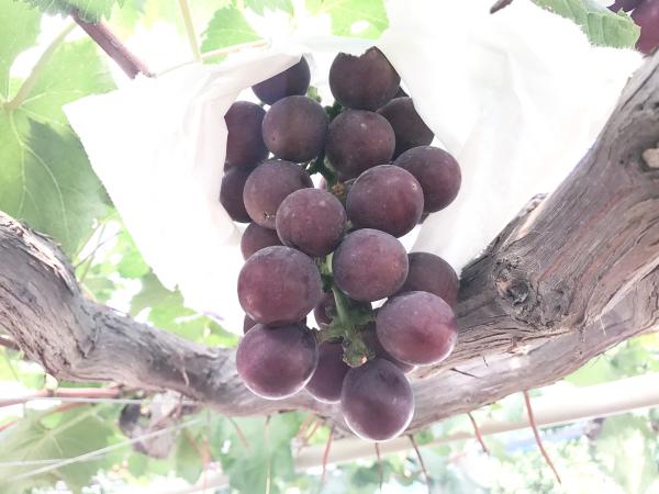Grape picking season