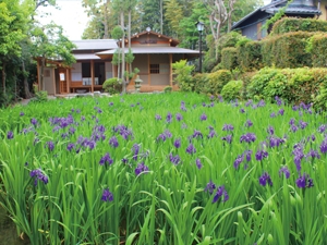 八橋燕子花園（燕子花節）