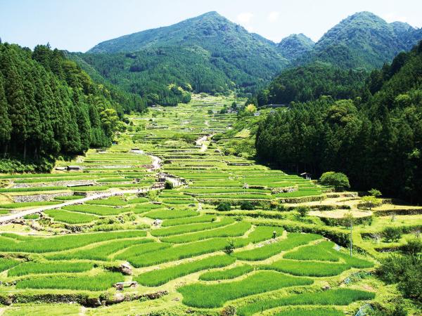 Thousand Rice Paddies of Yotsuya (Yotsuya Senmaida)