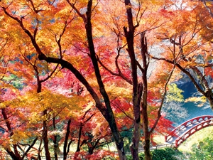 Sakurabuchi Park