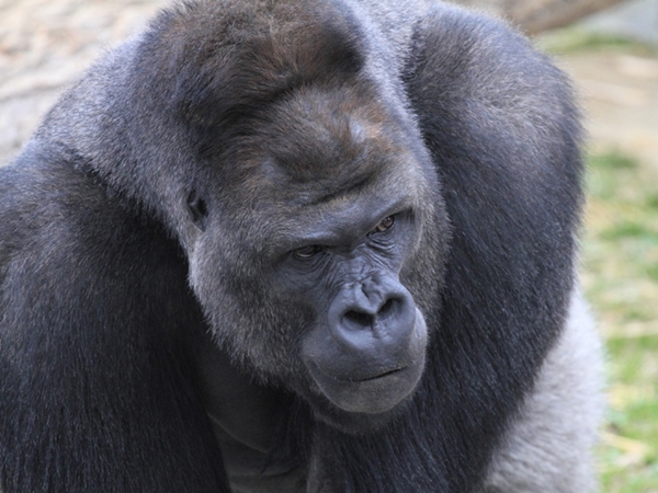 名古屋東山動植物園