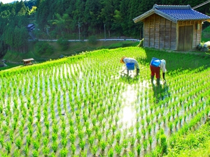 Yotsuya Senmaida Terraced Rice terraces 