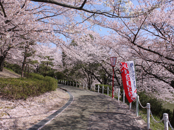 Oike Park Cherry Blossom Festival