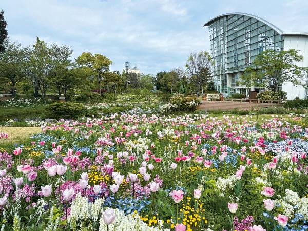 Port of Nagoya Wildflower Garden Bluebonnet