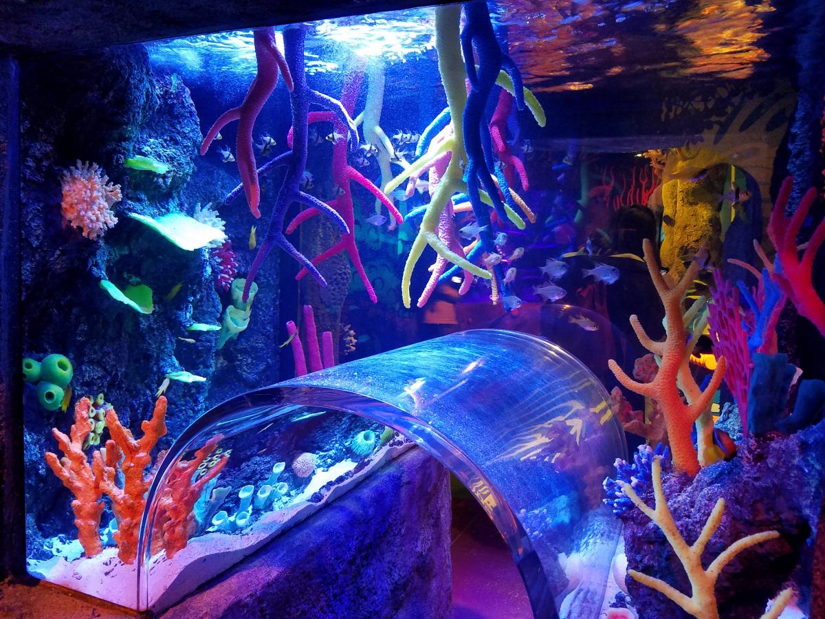 日本初上陸】遊んで学べる水族館 「シーライフ」が名古屋に登場