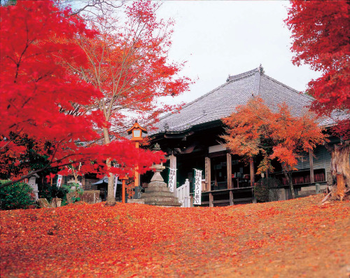 Aichi’s Amazing Autumn Attractions