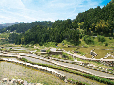 Ancient Cutting-Edge Technology, The Rare, Terraced, Senmaida Ricefields.