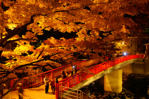 Aichi’s Amazing Autumn Attractions