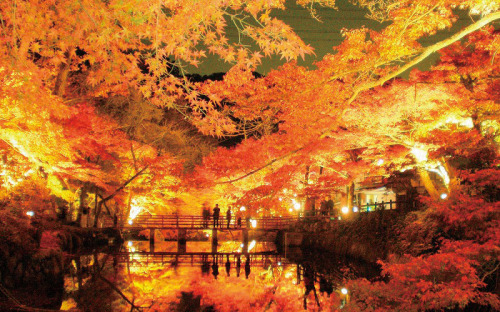 Aichi’s Amazing Autumn Attractions