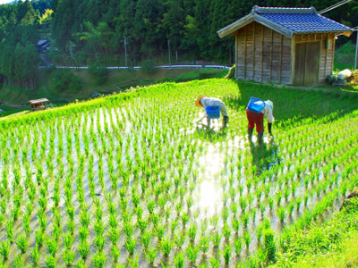 Ancient Cutting-Edge Technology, The Rare, Terraced, Senmaida Ricefields.