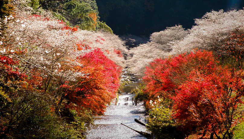 Obara Shikizakura Four-Season Cherry Blossom Festival