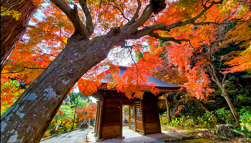 Fumonji Temple Maple Festival